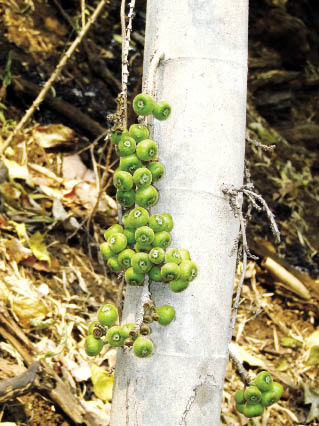 มะเดื่อปล้อง Ficus hispida L.f.<br/>MORACEAE